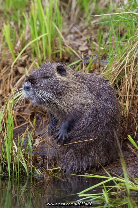  : Coypu  /  Nutria  /  River Rat adult