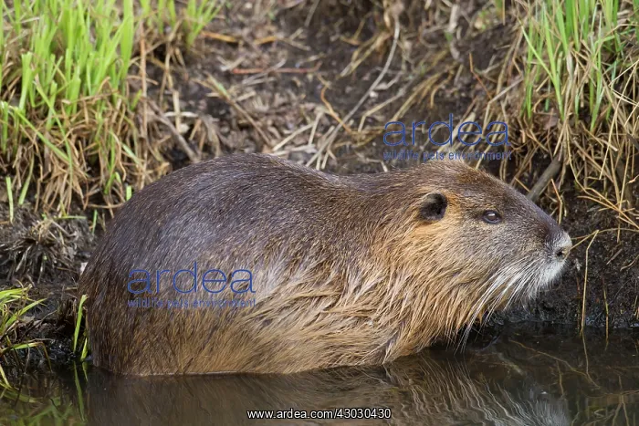  : Coypu  /  Nutria  /  River Rat adult