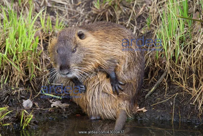  : Coypu  /  Nutria  /  River Rat adult