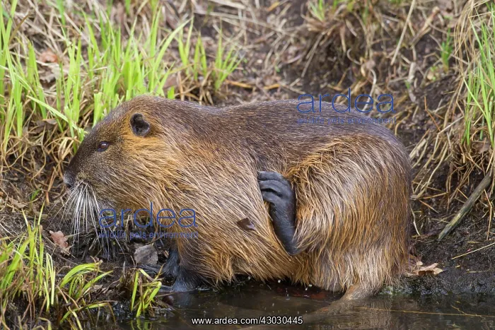  : Coypu  /  Nutria  /  River Rat adult