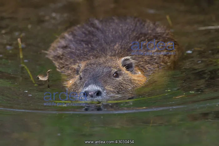  : Coypu  /  Nutria  /  River Rat adult