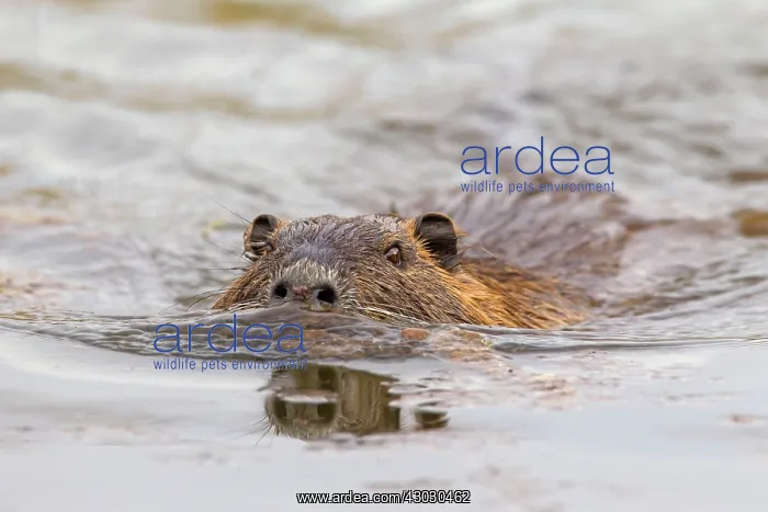  : Coypu  /  Nutria  /  River Rat adult