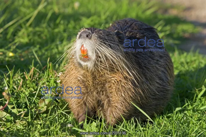 : COYPU / Nutria showing orange incisors and long whiskers : COYPU / Nutria showing orange incisors and long whiskers