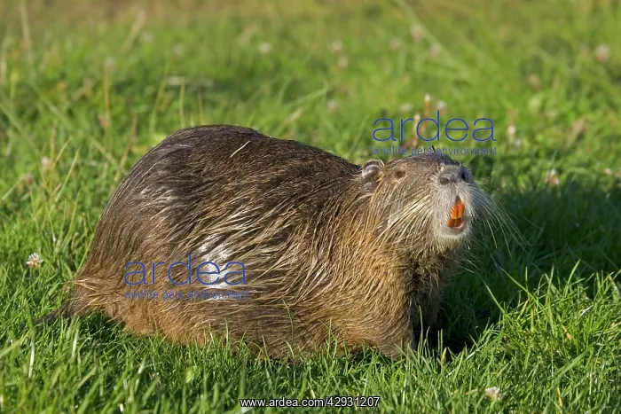 : COYPU / Nutria showing orange incisors and long whiskers : COYPU / Nutria showing orange incisors and long whiskers