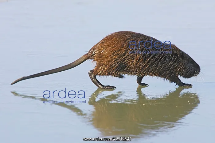 : Coypu / Nutria - walking across frozen pond : Coypu / Nutria - walking across frozen pond
