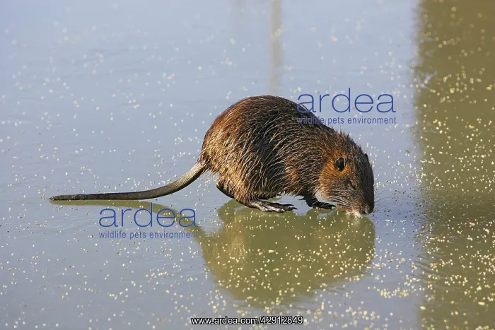 : Coypu / Nutria - walking across frozen pond : Coypu / Nutria - walking across frozen pond