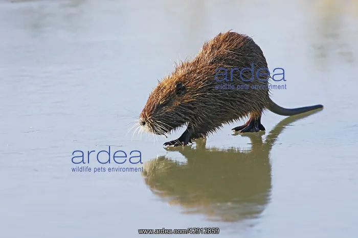 : Coypu / Nutria - walking across frozen pond : Coypu / Nutria - walking across frozen pond