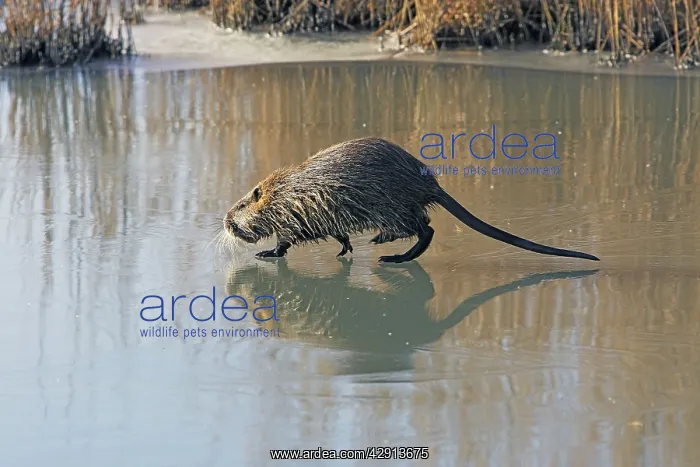 : Coypu / Nutria - walking across frozen pond : Coypu / Nutria - walking across frozen pond