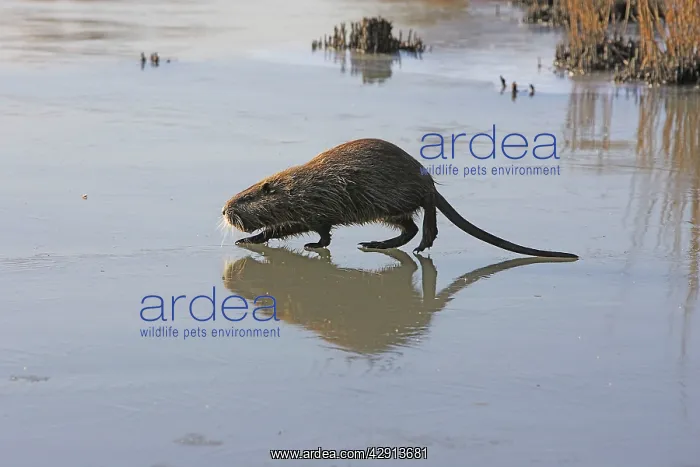 : Coypu / Nutria - walking across frozen pond : Coypu / Nutria - walking across frozen pond