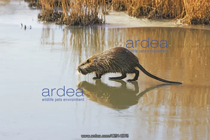 : Coypu / Nutria - walking across frozen pond : Coypu / Nutria - walking across frozen pond