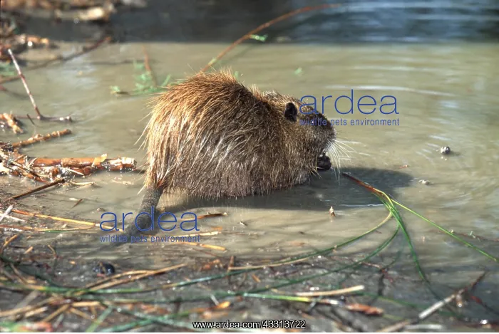 : COYPU / NUTRIA - at water : COYPU / NUTRIA - at water
