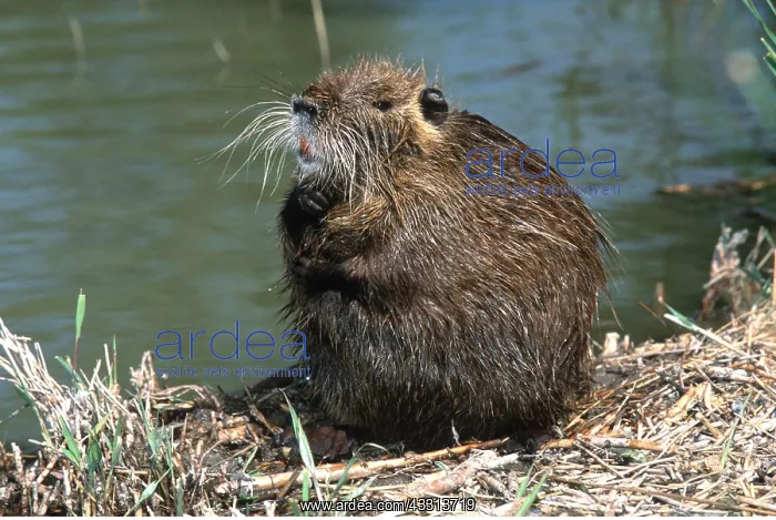 : COYPU / NUTRIA - at water edge, sitting on riverbank : COYPU / NUTRIA - at water edge, sitting on riverbank