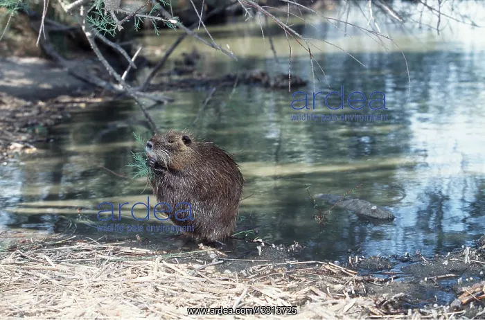 : COYPU / NUTRIA - at water, feeding on vegetation : COYPU / NUTRIA - at water, feeding on vegetation