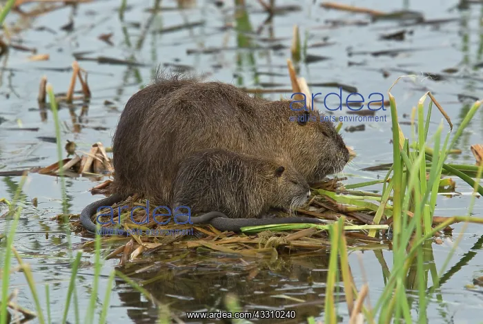 : Coypu / Nutria - with young at breeding colony : Coypu / Nutria - with young at breeding colony