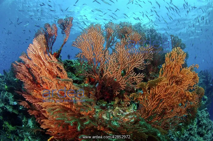  : Cozumel Columbia Reef - Gorgonen at Drop-Off
