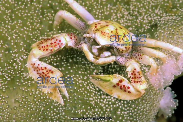 : Crab : Crab