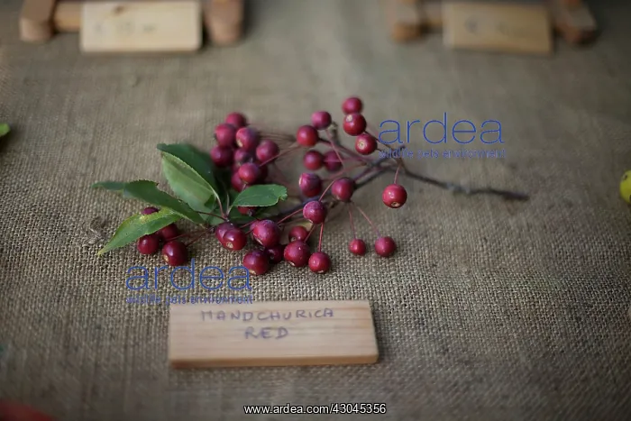: Crab apple : Crab apple