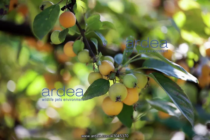 : Crab apple : Crab apple