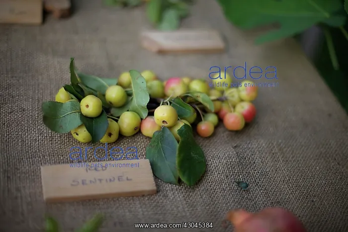 : Crab apple : Crab apple