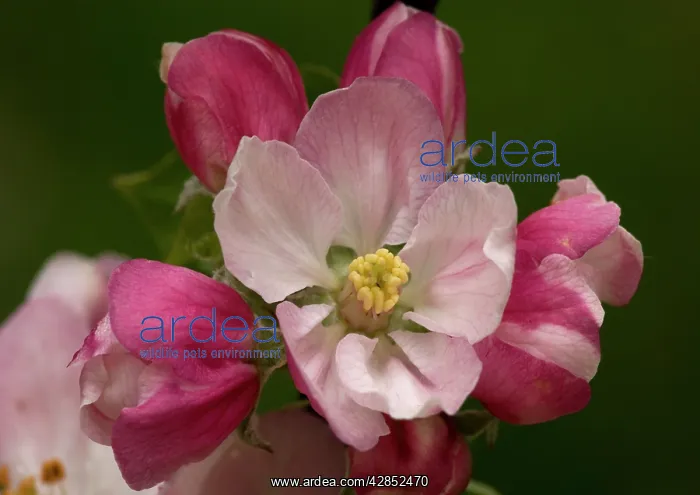 : Crab Apple - blossom : Crab Apple - blossom