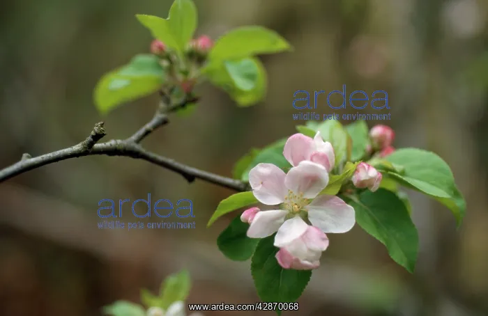  : Crab Apple - blossom