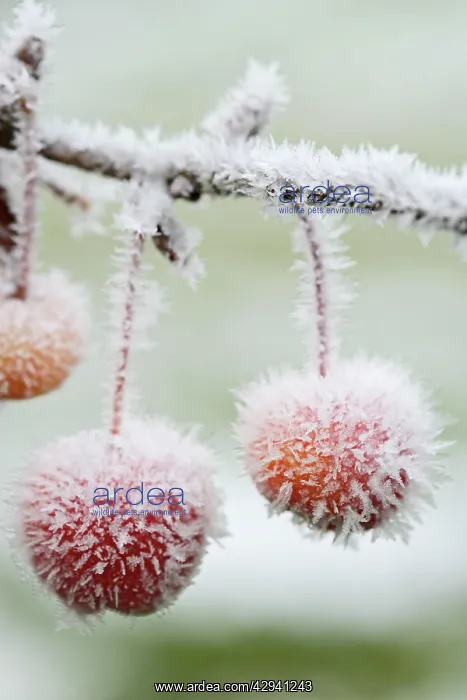  : Crab apple E frosted fruit