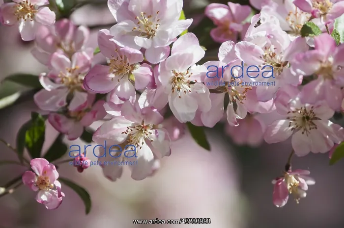 : Crab apple, Japanese crab, Malus floribunda, Pink : Crab apple, Japanese crab, Malus floribunda, Pink