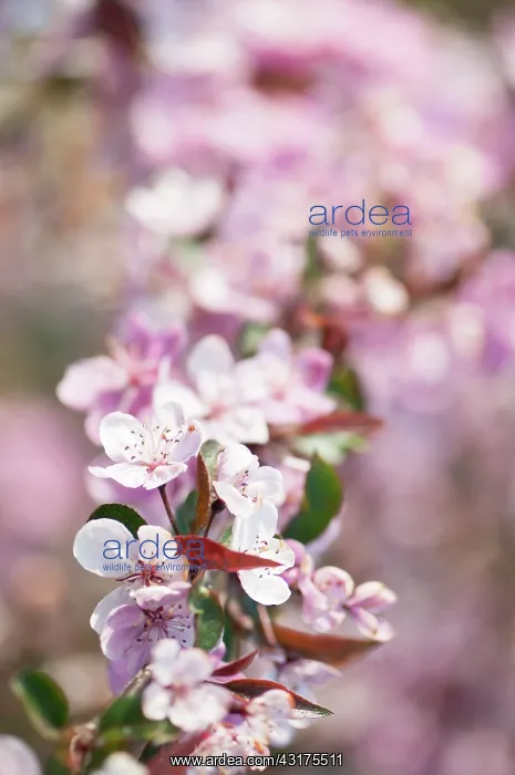 : Crab apple, Malus Cardinal, branch covered in pink blossom : Crab apple, Malus Cardinal, branch covered in pink blossom
