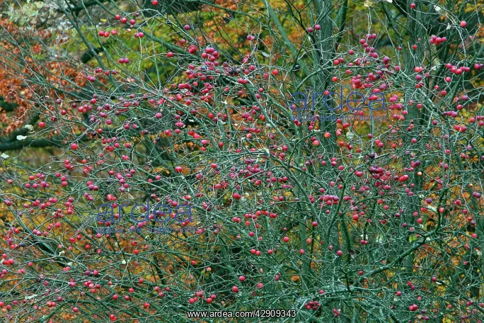 : Crab Apple - ripened fruit in autumn : Crab Apple - ripened fruit in autumn