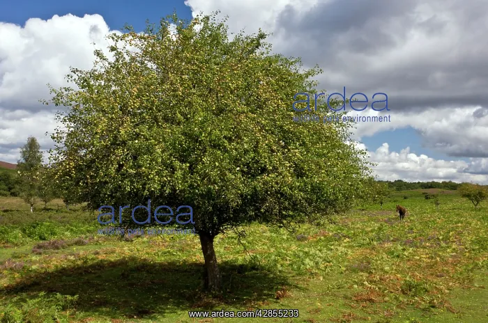 : Crab apple tree - in fruit : Crab apple tree - in fruit