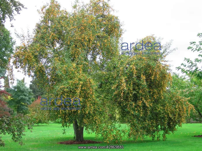 : Crab Apple Tree - Golden Hornet : Crab Apple Tree - Golden Hornet