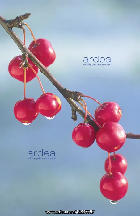  : Crab Apples