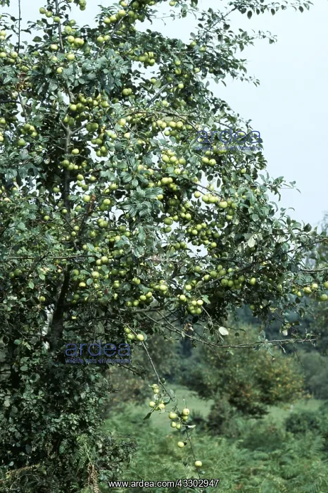 : CRAB APPLES : CRAB APPLES
