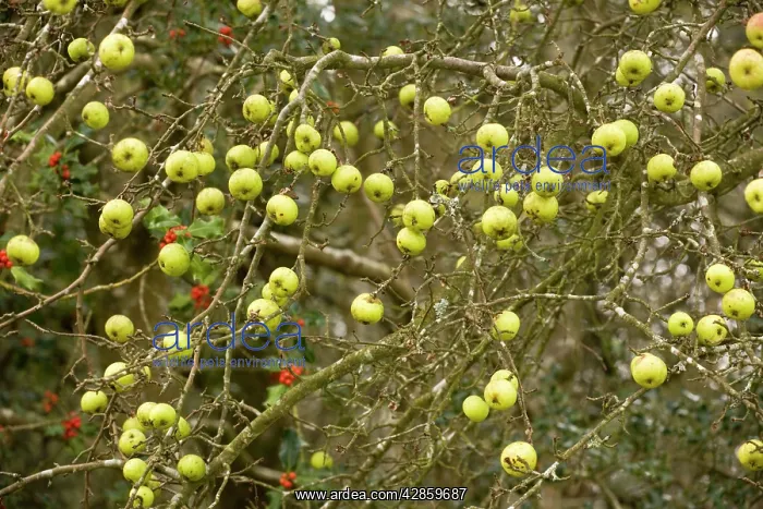 : Crab apples in autumn : Crab apples in autumn