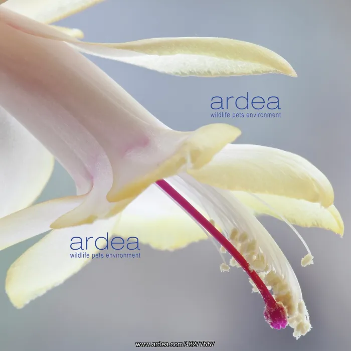 : Crab Cactus, Schlumbergera truncata Peaches & : Crab Cactus, Schlumbergera truncata Peaches &