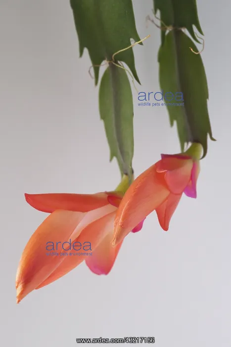 : Crab Cactus, Schlumbergera truncata Petra's Salmon : Crab Cactus, Schlumbergera truncata Petra's Salmon