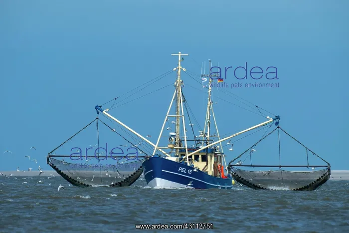 : Crab cutter in the Wadden Sea, Wadden Sea National : Crab cutter in the Wadden Sea, Wadden Sea National