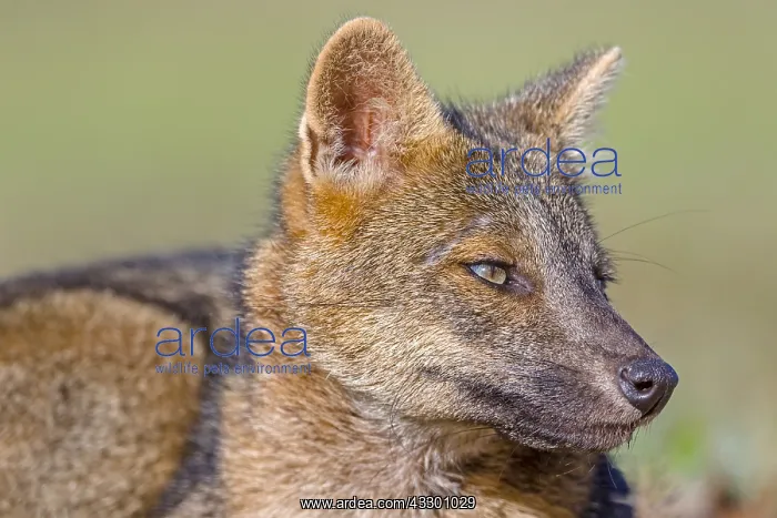  : Crab-eating Fox (Cerdocyon thous) close-up port