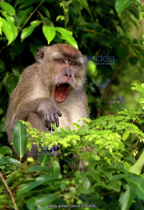 : Crab eating / Long tailed Macaque : Crab eating / Long tailed Macaque