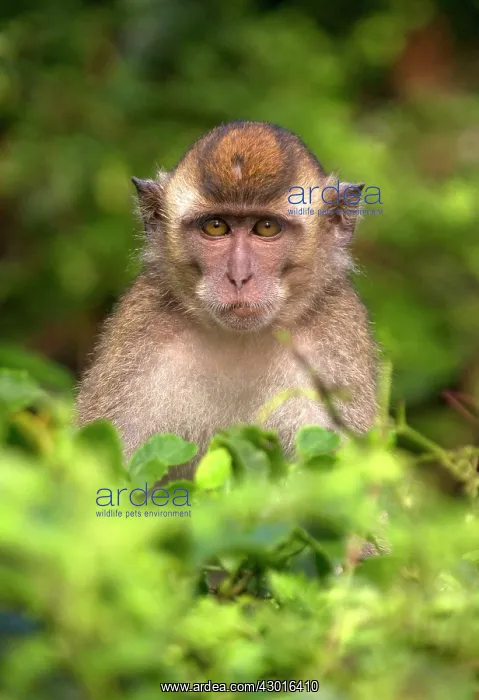 : Crab eating / Long tailed Macaque : Crab eating / Long tailed Macaque