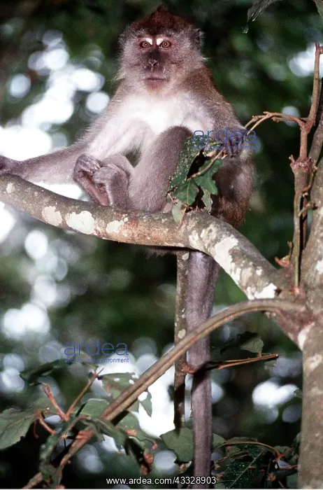 : Crab-eating / Long-Tailed Macaque : Crab-eating / Long-Tailed Macaque