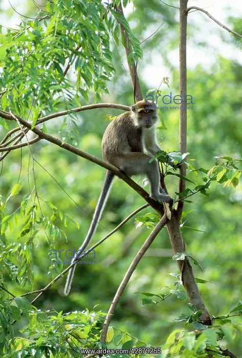: Crab-eating / Long-tailed Macaque - male : Crab-eating / Long-tailed Macaque - male