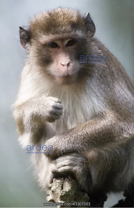 : Crab-eating / Long-tailed Macaque Monkey : Crab-eating / Long-tailed Macaque Monkey