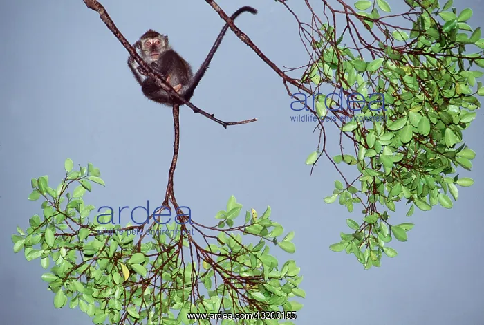 : Crab-eating / Long-Tailed Macaque Monkey - balanced : Crab-eating / Long-Tailed Macaque Monkey - balanced