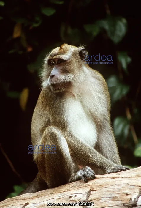 : Crab-eating / Long-tailed Macaque Monkey - male : Crab-eating / Long-tailed Macaque Monkey - male