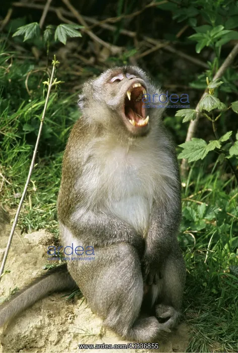 : Crab-eating / Long-tailed Macaque Monkey - mouth open : Crab-eating / Long-tailed Macaque Monkey - mouth open