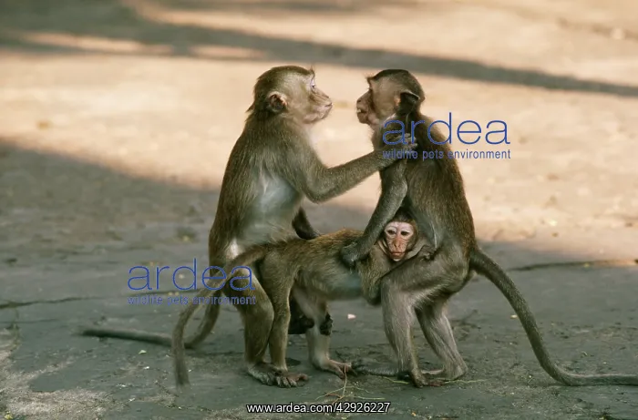 : Crab-Eating / Long-tailed Macaque Monkey - x three : Crab-Eating / Long-tailed Macaque Monkey - x three