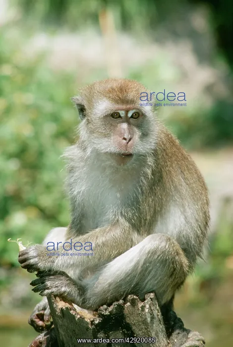 : Crab-eating / Long-tailed MACAQUE - near water : Crab-eating / Long-tailed MACAQUE - near water