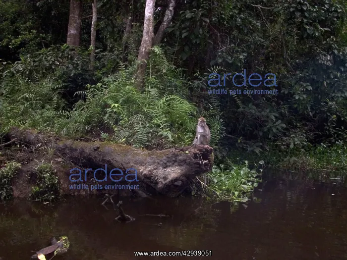 : Crab-eating / Long-tailed MACAQUE - on river bank : Crab-eating / Long-tailed MACAQUE - on river bank