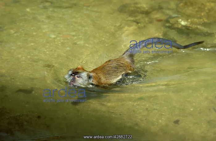 : Crab-eating / Long-tailed Macaque swimming : Crab-eating / Long-tailed Macaque swimming